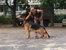 Оберлауф Клеопатра (Wolf di casa Nobili×Oberlauf Bavaria)
