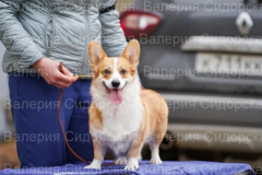 Золотая фом Хаус Ширан